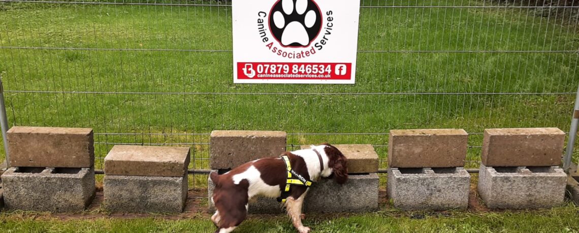 Dogs Wanted